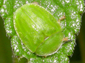 Cassida viridis